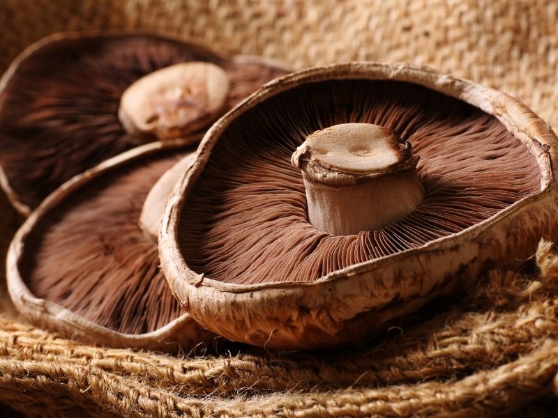Large mushroom caps on a brown cloth
