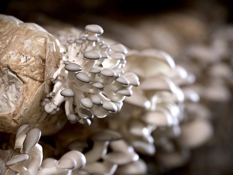 Small oyster mushrooms are growing out of plastic bag