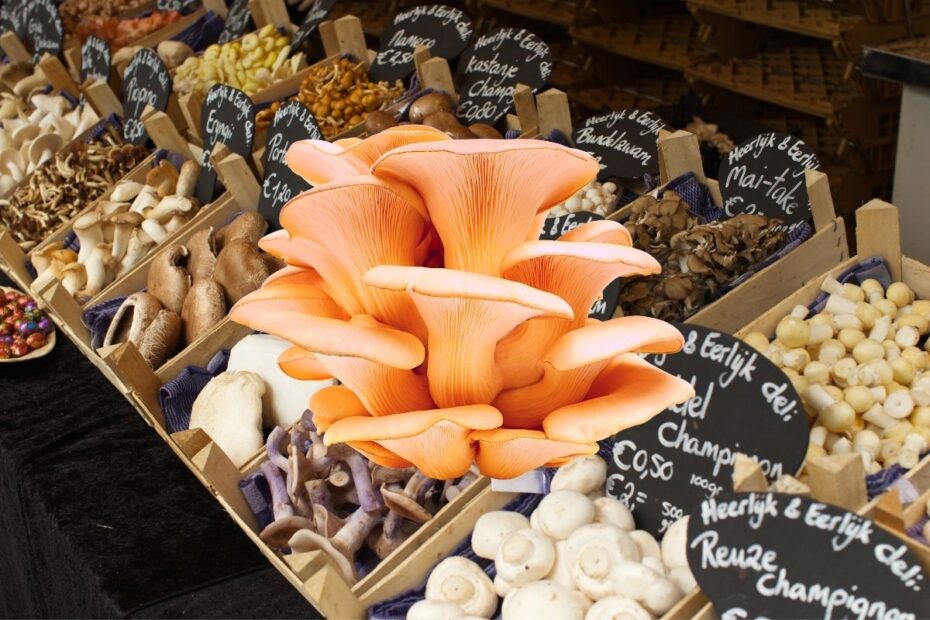 Pink oyster mushroom in themiddle with baskets of other mushrooms at the back