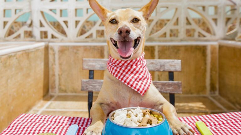 14 Everyday Foods That Could Be Poisoning Your Dog and Cat