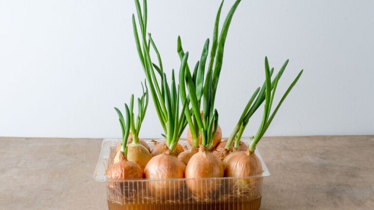 12 Secret Kitchen Hacks to Shrink Your Carbon Footprint Bite by Bite