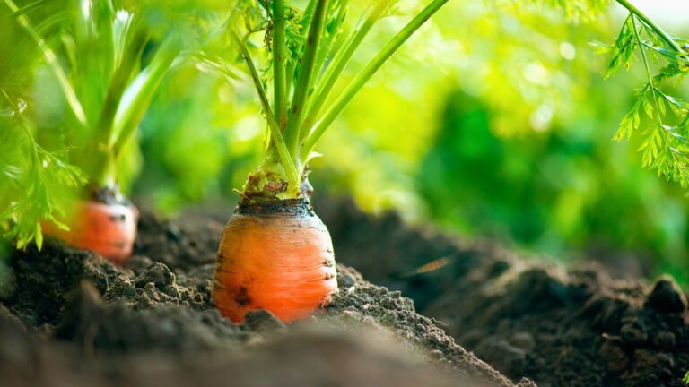 13 Everyday Foods That Aren’t What They Used to Be
