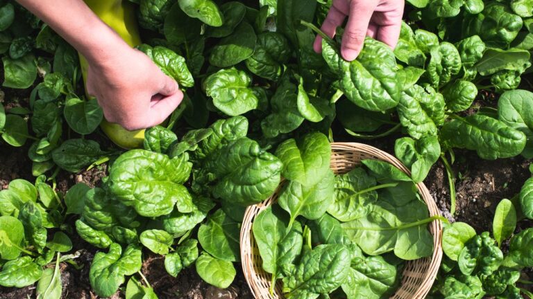 13 Nutrients Every Home Cook Should Know and Delicious Ways to Get Them