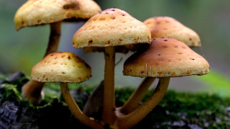 12 Wild Foods You Should Never Pick Without Proper Knowledge