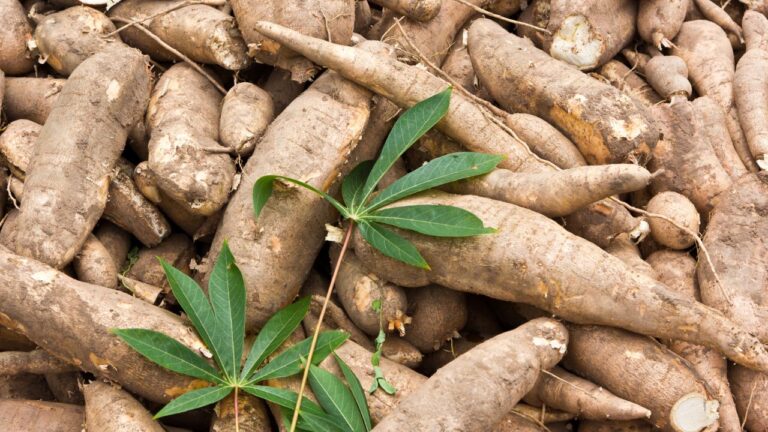 15 Ancient Staple Foods That Fed Civilizations for Centuries