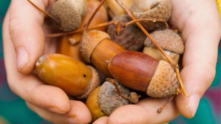 12 Edible Plants That Indigenous Peoples Have Cooked With for Generations