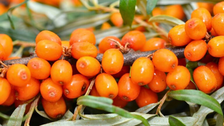 12 Hidden Gem Foods You Probably Never Heard Of