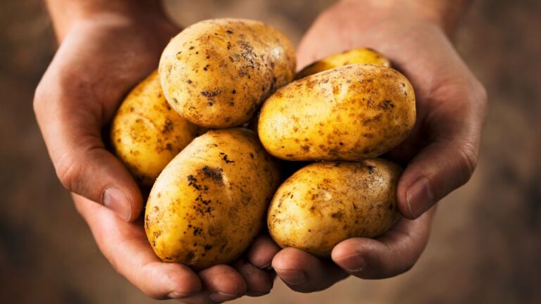 14 Foods That Changed History and Transformed What We Eat Today