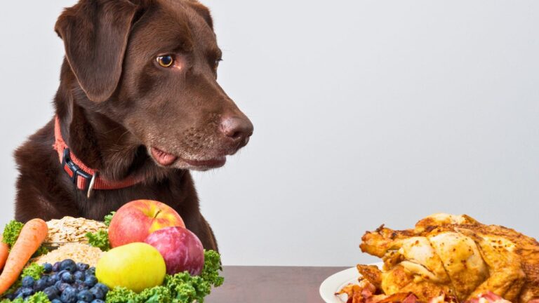 MIL Repeatedly Sneaked Table Food to My Dog Against My Strict Rules. One More Strike and She Is Banned for Life.