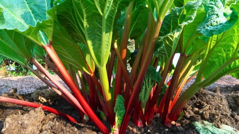 12 Wild Foods You Shouldn’t Forage Without a Pro by Your Side