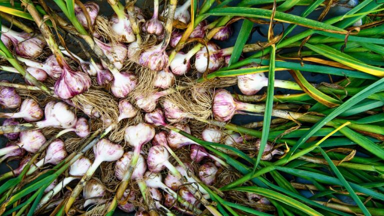 14 Foods That Changed the World and Shaped the Way We Eat