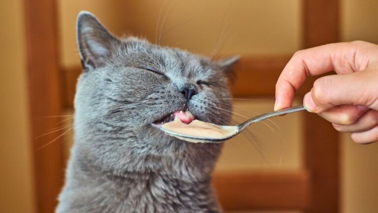 I Feed My Cat on Regular Plates. My Dinner Guests Brought Their Own China to Avoid My ‘Disgusting’ Kitchen.