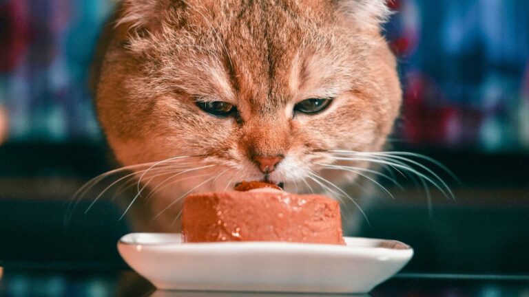 I Silently Watched My Host’s Cat Devour an Entire Steak Off the Table. Feigning ‘Pet Ignorance’ Does Not Excuse Trashing a Dinner.
