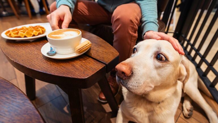 I Defended A Waitress From My Entitled Friend And His Fake Service Dog
