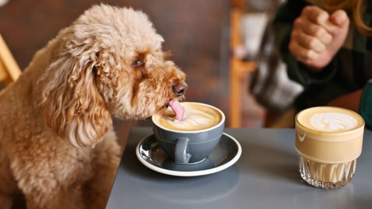 I Was Ambushed by an Off-Leash Dog Before I Could Order Coffee. The ‘Dogs Welcome’ Trend is Officially Ruining Bakeries.