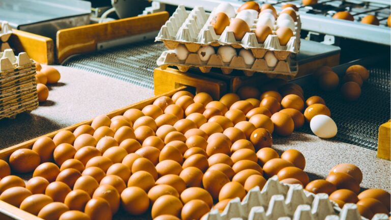 Sister Is Fuming Because I Showed Her Kids About Egg Industry. I Told Her: ‘If It’s Too Bad to See, Why Is It Okay to Eat?’