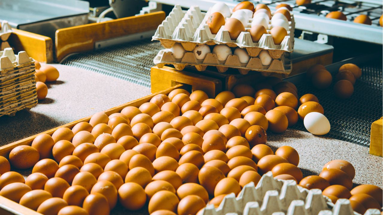 Dozens of brown eggs scattered on a food processing conveyor with trays stacked nearby.