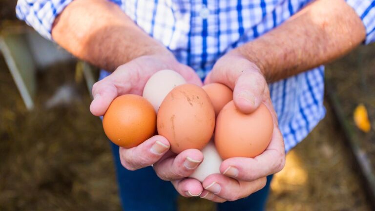 Vegan Girlfriend Demanded I Stop Eating My Backyard Chickens’ Eggs Without Their ‘Consent’. Then Blew Up When I Refused.