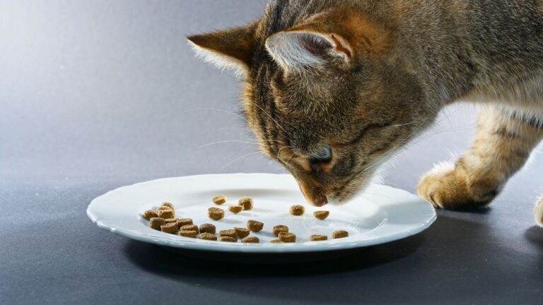 My New Dinner Guests Found Out My Cat Eats Off Our Normal Plates, So They Brought Their Own Cutlery